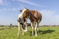 Two cows in a field, bicolored red and black with white, front view standing, full length milk cattle, a herd and a blue sky Royalty Free Stock Photo