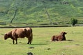 Two cows in field on hot day Royalty Free Stock Photo