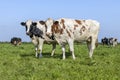 Two cows in a field, side view diversity colors, standing full length side by side, milk cattle, a blue sky Royalty Free Stock Photo