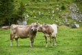 Two cows in the field. Switzerland. Royalty Free Stock Photo