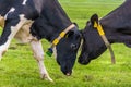 Two cows fight against each other in a pasture Royalty Free Stock Photo