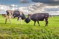 Two cows fight against each other in a pasture