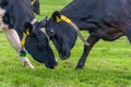 Two cows fight each other in a meadow Royalty Free Stock Photo