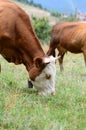 Two Cows grazing in the meadow Royalty Free Stock Photo