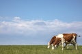 Two cows graze in the field under a blue sky and a straight horizon, grazing in a pasture with a bright blue sky Royalty Free Stock Photo