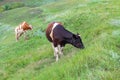 Two cows graze on the lie after the rain Royalty Free Stock Photo
