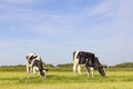 Two cows grazing, black and white in a green pasture and a blue sky Royalty Free Stock Photo