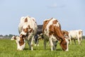 Two cows grazing black and white, their heads side by side in the grass in a field under a blue sky