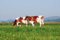 Two Cows grazing in field Royalty Free Stock Photo