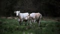 Two cows grazing in the field on a dark gloomy day Royalty Free Stock Photo