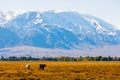 two cows are grazing in front of mountains sunny autumn afternoon Royalty Free Stock Photo