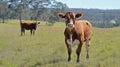 Brown Cow Standing in Grassy Field on Sunny Day, Farm Animal Royalty Free Stock Photo