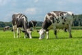 Two cows grazing on the green grass of the fields Royalty Free Stock Photo