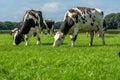 Two cows grazing on the green grass of the fields Royalty Free Stock Photo