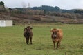 Two cows grazing in the green meadow Royalty Free Stock Photo