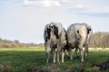 Two cows grazing in the meadow, seen from behind, towards the horizon, with a soft blue sky with some white clouds Royalty Free Stock Photo