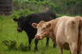 Two cows grazing on a pasture together