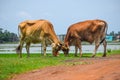 Cows grazing pasture under the bright sunlight Royalty Free Stock Photo