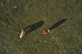 Two cows grazing on pastureland meadow and casting shadow on the grass field