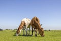 Two cows grazing red spotted on white, heads down, side by side in the grass in a field under a blue sky Royalty Free Stock Photo