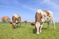 Two cows grazing red spotted on white, heads down, side by side in the grass in a green field under a blue sky Royalty Free Stock Photo