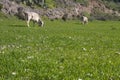 Two cows grazing standing and eating grass on a green meadow