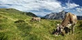 Two cows grazing on a summer day in the Austrian Alps