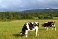 Two cows in a green field Royalty Free Stock Photo