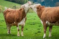 Two cows on green grass Royalty Free Stock Photo