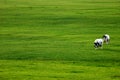 Two Cows in Green Pasture Royalty Free Stock Photo