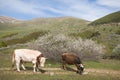 Two Cows on a green spring field and blue sky Royalty Free Stock Photo