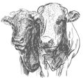 Two Cows heads. Hand drawn in a sketch style black and white