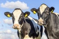 Two cows heads side by side, tender portrait of two cow lovingly together, with dreamy eyes, black and white with cloudy blue sky Royalty Free Stock Photo