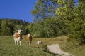 Two cows beside hiking path in the alps