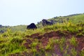 Two cows on the hill Royalty Free Stock Photo