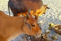 Two cows on an Indian beach feed on waste in a garbage dump, stray animals. Royalty Free Stock Photo