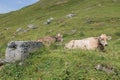 two cows are laying down in the pasture on the grass hollow Royalty Free Stock Photo