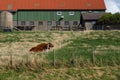 Two cows laying on the field of grass inside a fence Royalty Free Stock Photo