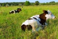 Two cows lie on spring field Royalty Free Stock Photo