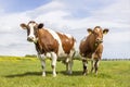 Two cows, looking curious black and white, in a green field under a blue sky and horizon over land Royalty Free Stock Photo