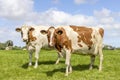 Two cows looking curious, red and white, in a green field under a blue sky and horizon over land Royalty Free Stock Photo