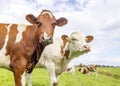 Two cows, looking curious red and white, one in front of the other in a green field under a blue sky and horizon over land Royalty Free Stock Photo