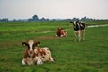 Cows dutch landscape Royalty Free Stock Photo