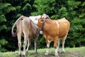 Two cows meadow austria Royalty Free Stock Photo