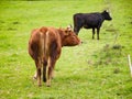 Two cows in the meadow