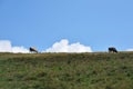 Two cows, meadow Royalty Free Stock Photo