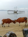 Two cows meet on the beach Royalty Free Stock Photo