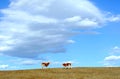 Two cows meeting in autumn field. Royalty Free Stock Photo