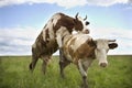 Two cows in nature. Royalty Free Stock Photo