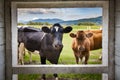Two cows, one black and one white, look curiously out of a barn window Royalty Free Stock Photo